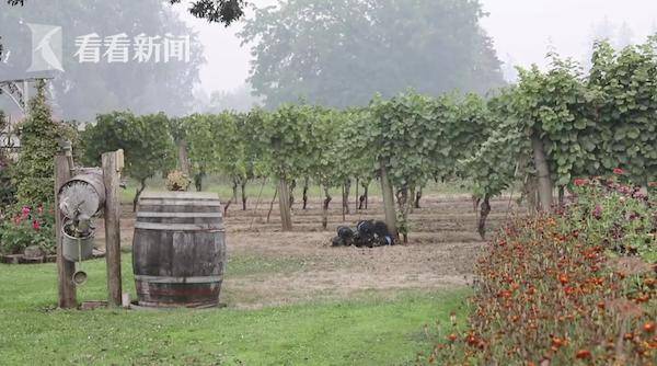 葡萄|葡萄有烟火味了 美国山火逼得酒庄“以次充好”