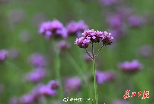 馬鞭草花海重現江灘 國際 第3張