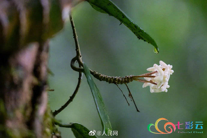 高黎贡|添“新丁”！龙陵发现新物种高黎贡球兰