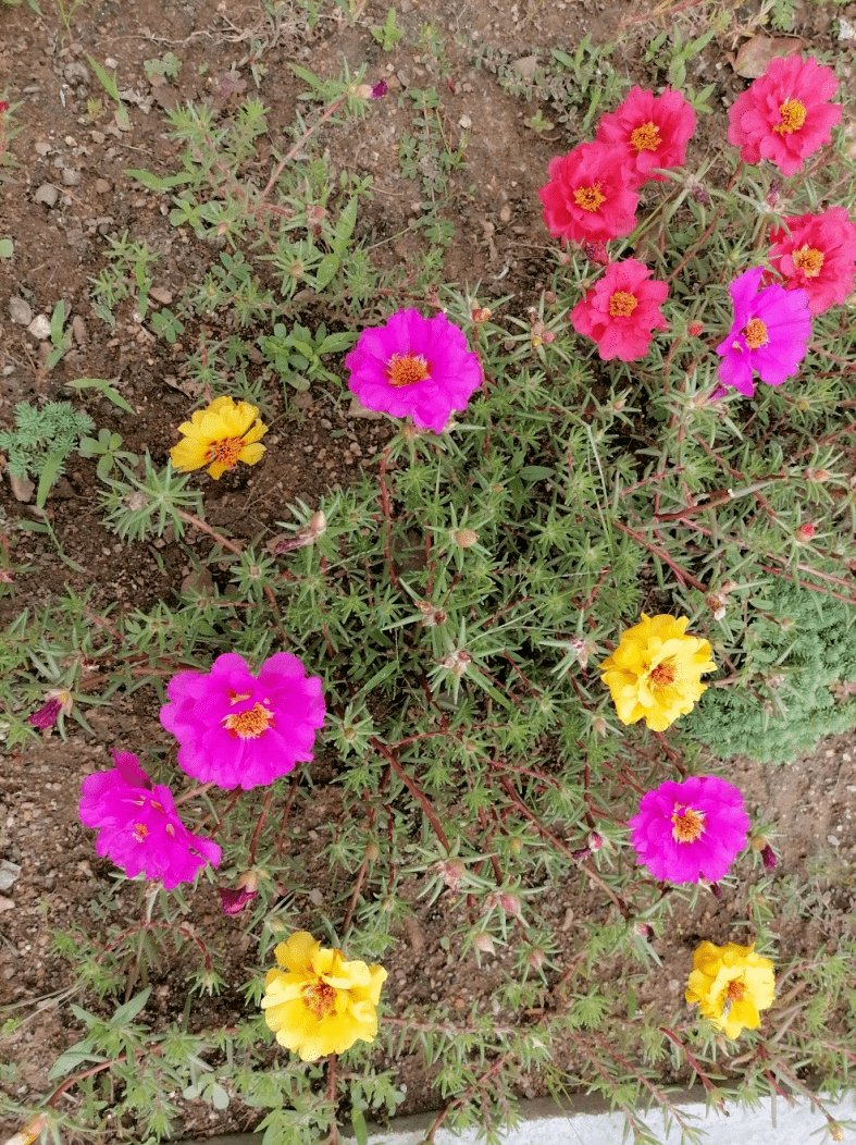 王文琴:半枝莲_花朵