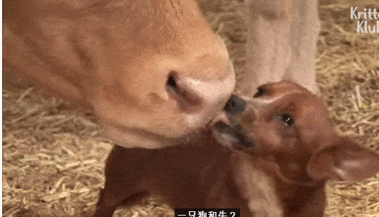狗狗误以为自己是牛,失去了犬的本能