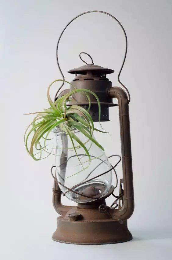 植物|花艺界的10大 · 傲娇植物，好看！