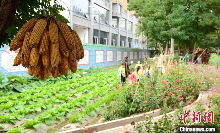 家长|兰州薄弱小学荒芜地建“农庄”：引学生田间劳作树“感恩观”