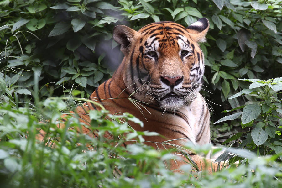 尼泊爾奇特旺國家公園現老虎殺人事件 國際 第1張