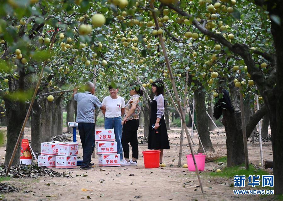 河南省|河南宁陵：酥梨飘香助增收