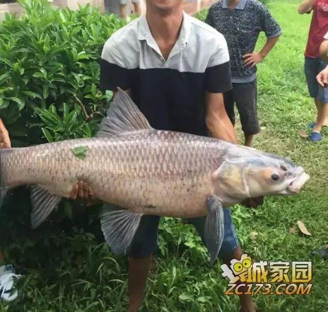 之前有街坊在增江河钓获得50斤的大鱼,把很多人都惊呆了,我们的增江