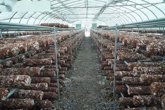 中寨镇:松茸香菇齐斗艳 百姓增收日子甜_种植