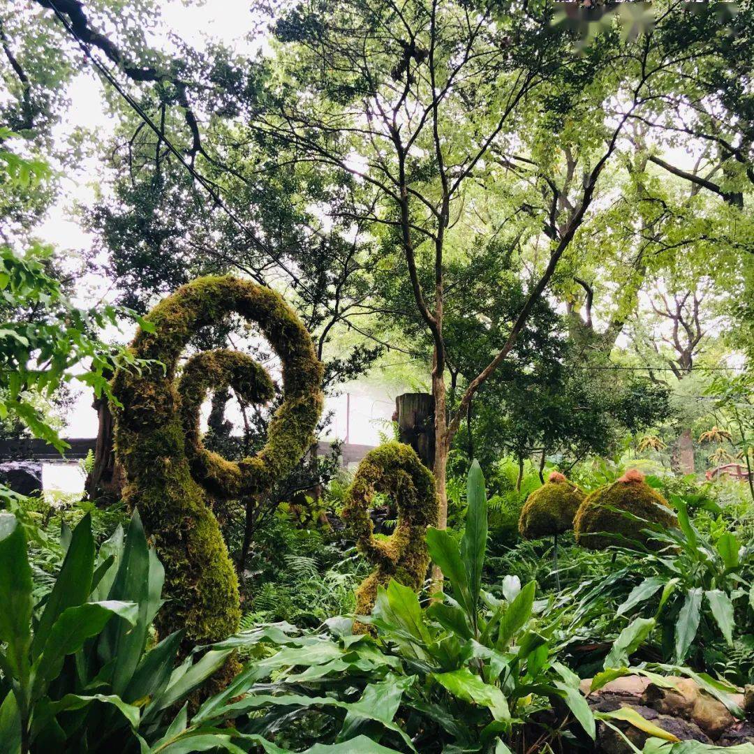 植物王国奇遇记上海植物园第四届阴生植物展如期而至