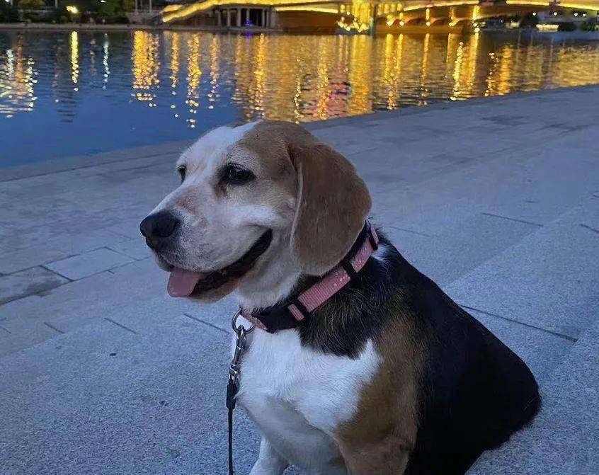 67千元寻狗 天津市南开区盛津园小区附近丢失比格犬一只_狗狗