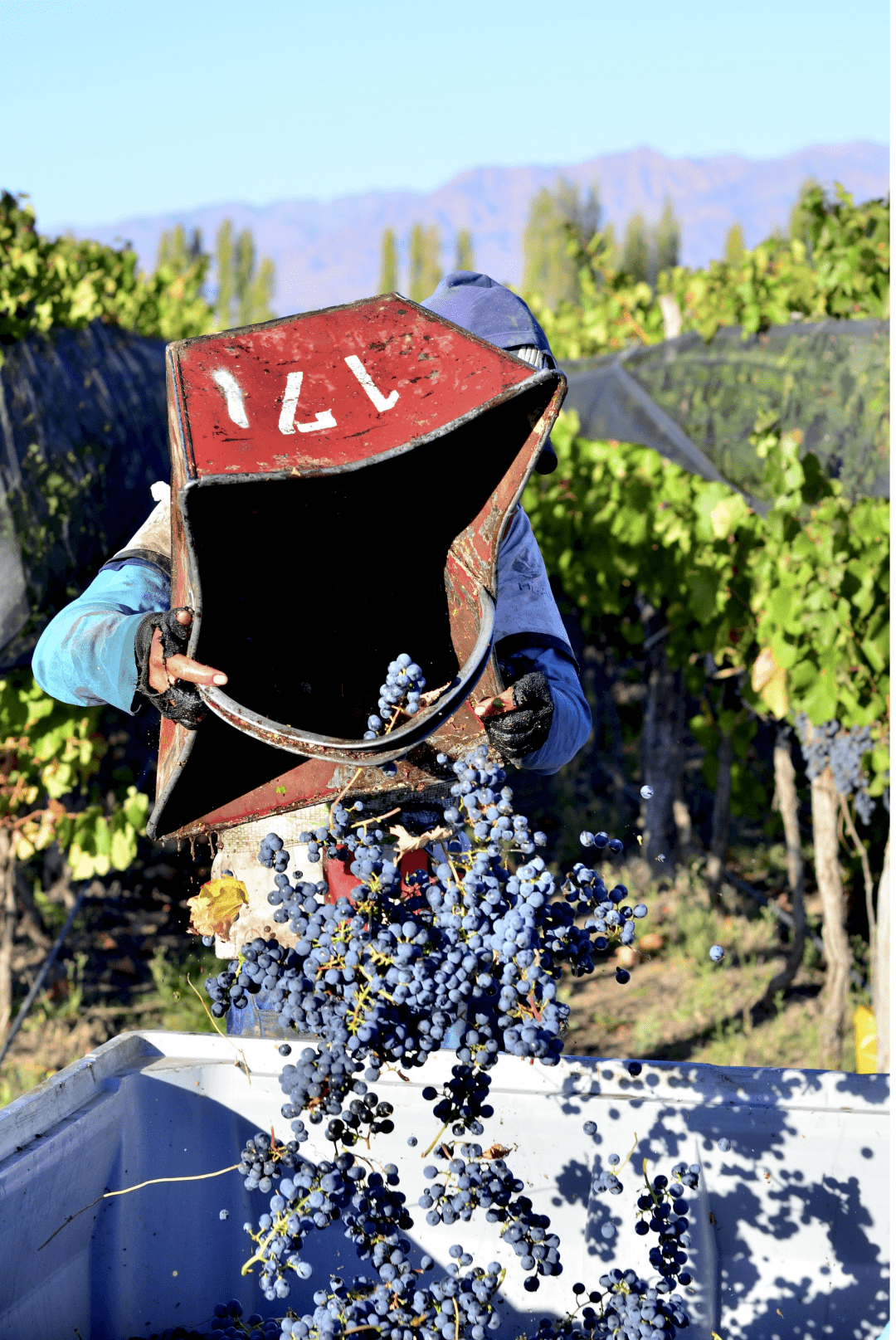 酒庄|旅途中总有好胃口带上一支红酒