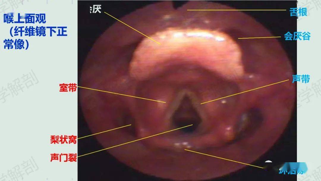 喉的应用解剖及生理