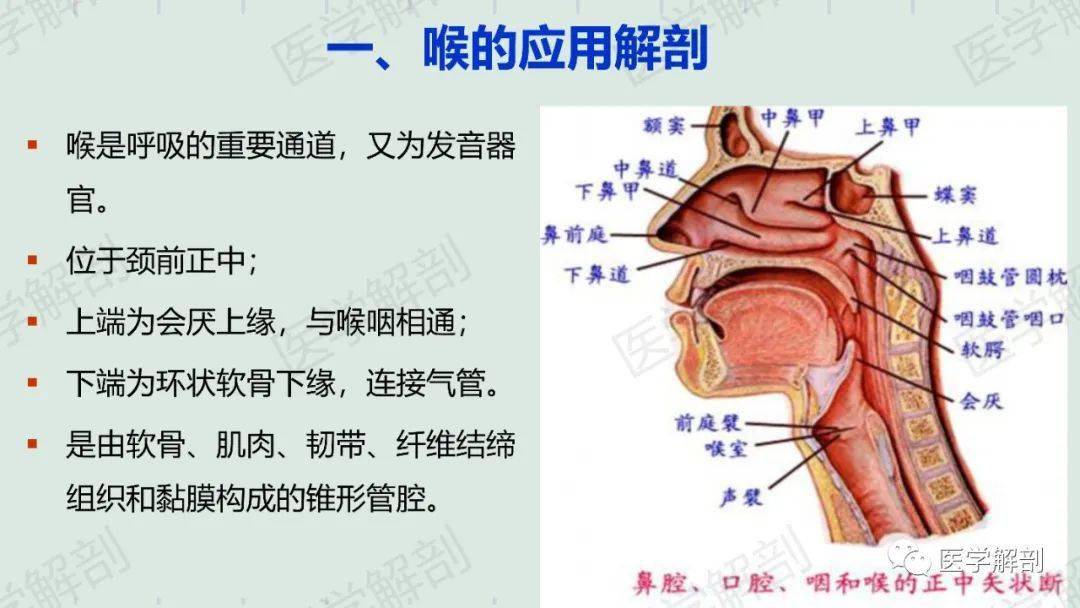 喉的应用解剖及生理