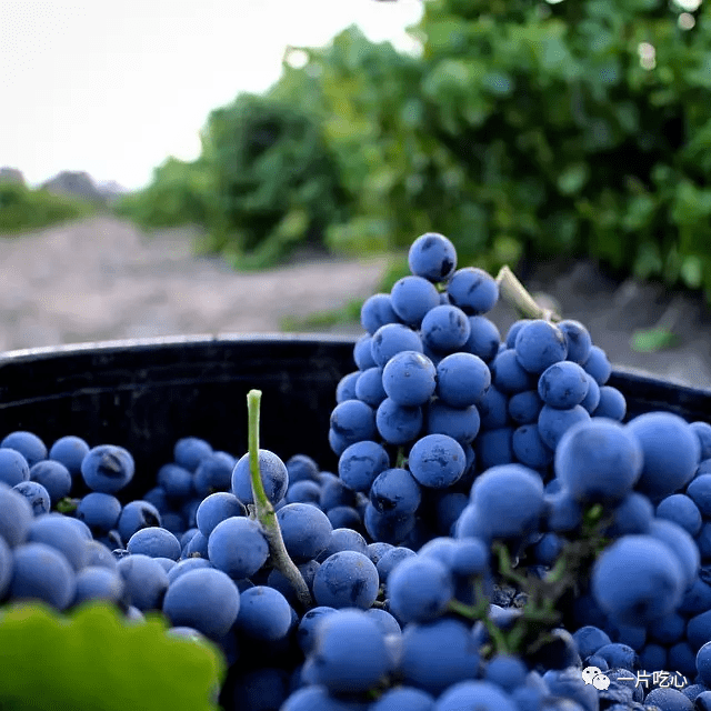 设拉子|这世上没有什么是一顿烧烤不能解决的……