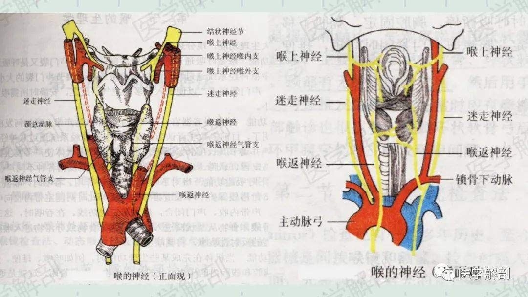 喉的应用解剖及生理