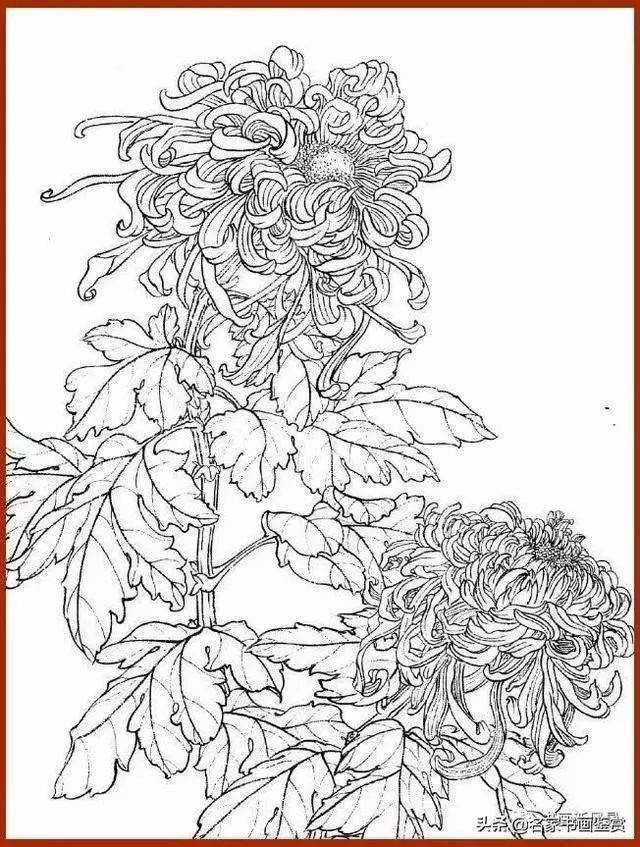 菊花白描画谱有这些资料画菊更绚烂