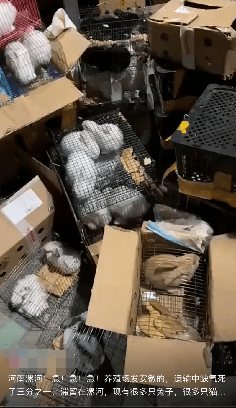 救助|大量活体宠物滞留物流园死亡，现韵达快递单！回应系他人假冒