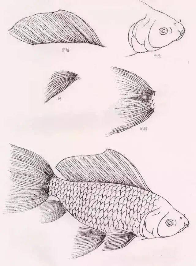 国画教程丨金鱼工笔画法