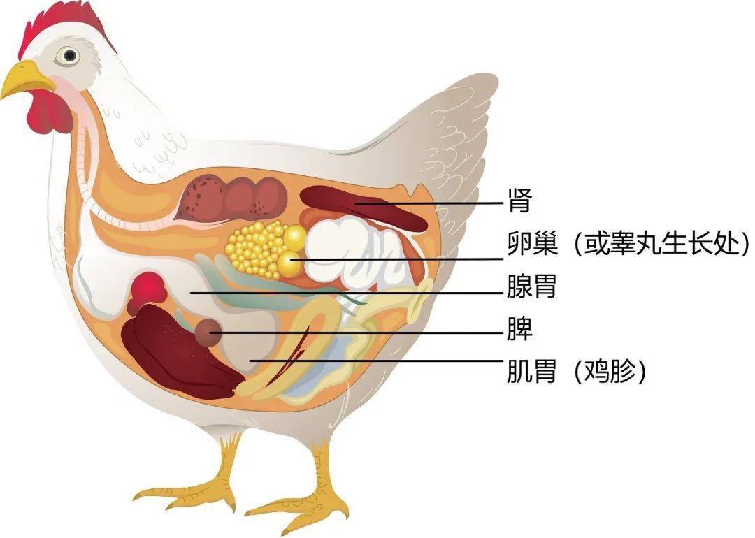 鸡的内脏| mypetchicken