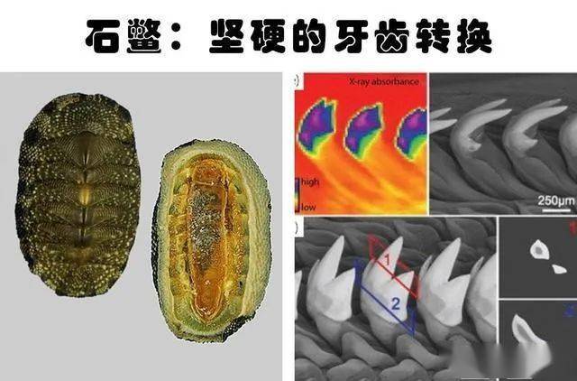 如何保持牙齿坚硬 bb0ba3cbbcd445ad843076e3de245177.jpeg