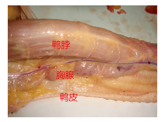 不过,淋巴结跟脖子是两码事. 实