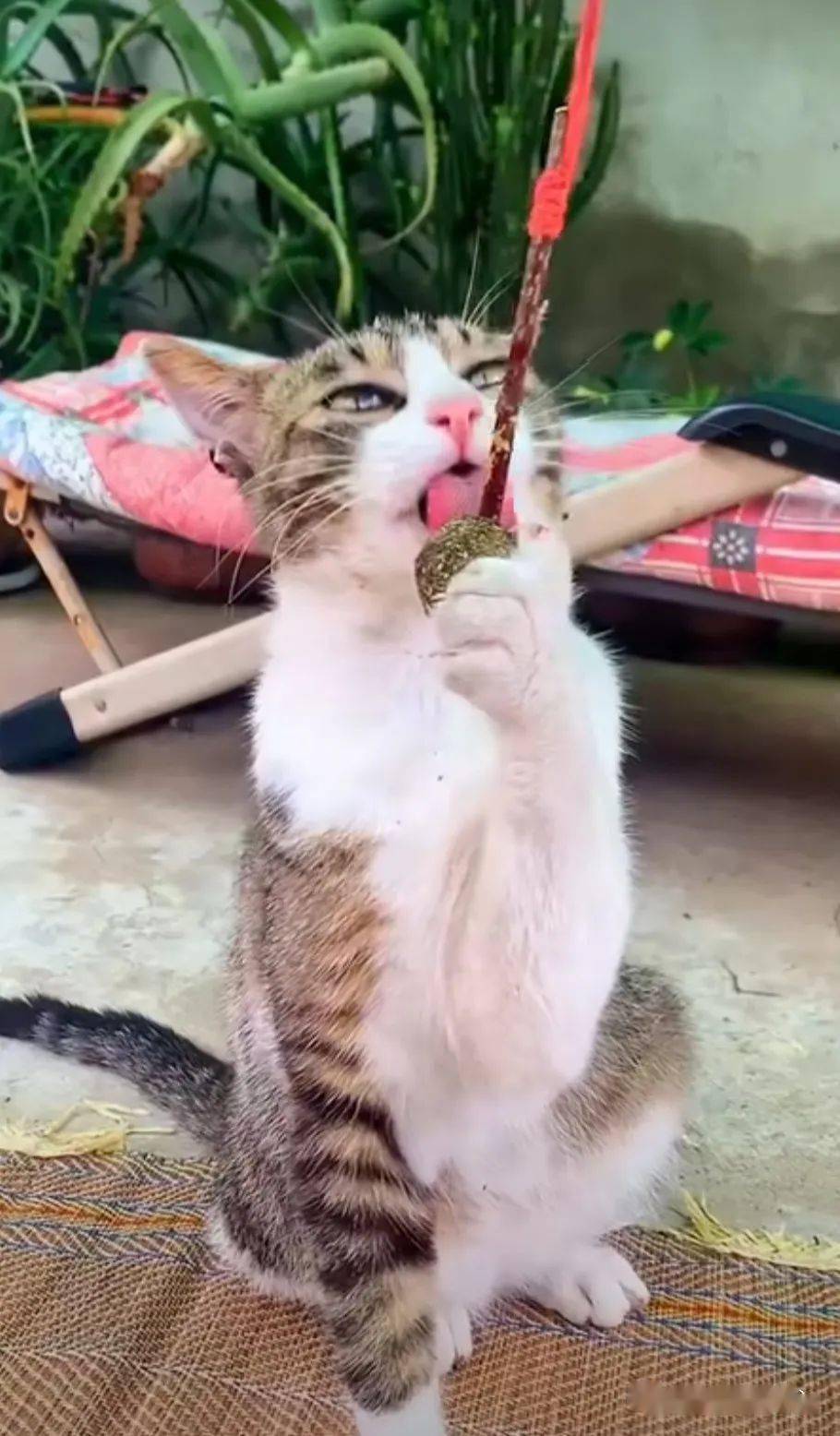 歪头猫 2986db2ce570465999de5e84b3ad603e.jpeg