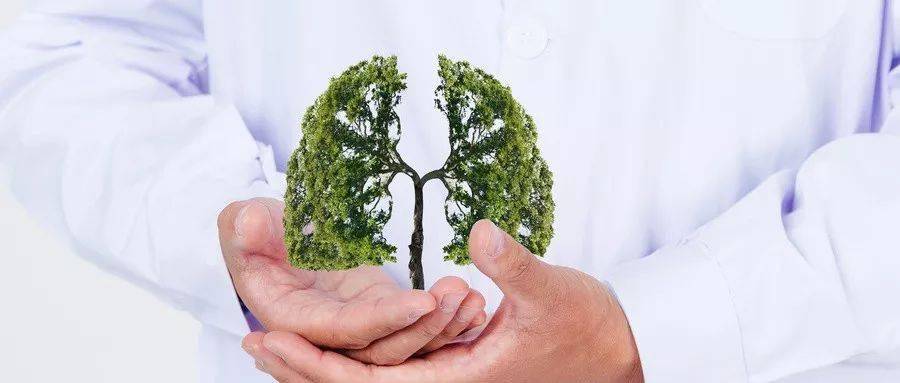 怎么养肺最好 8d43c95cdc614240b868f77f9c70ead1.jpeg