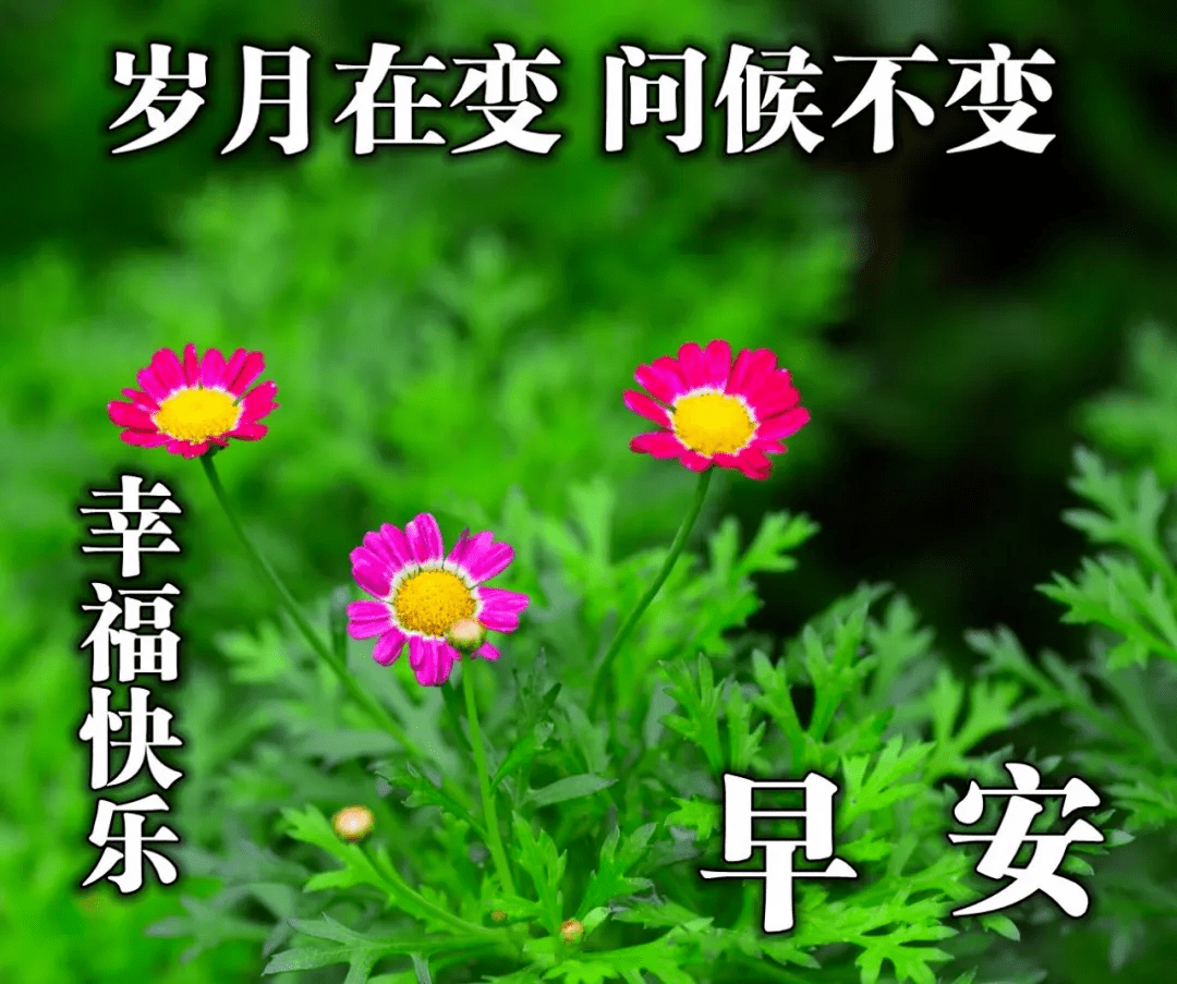 微信最适合群发的早上好问候祝福语 漂亮的鲜花高清图片带字_手机搜狐