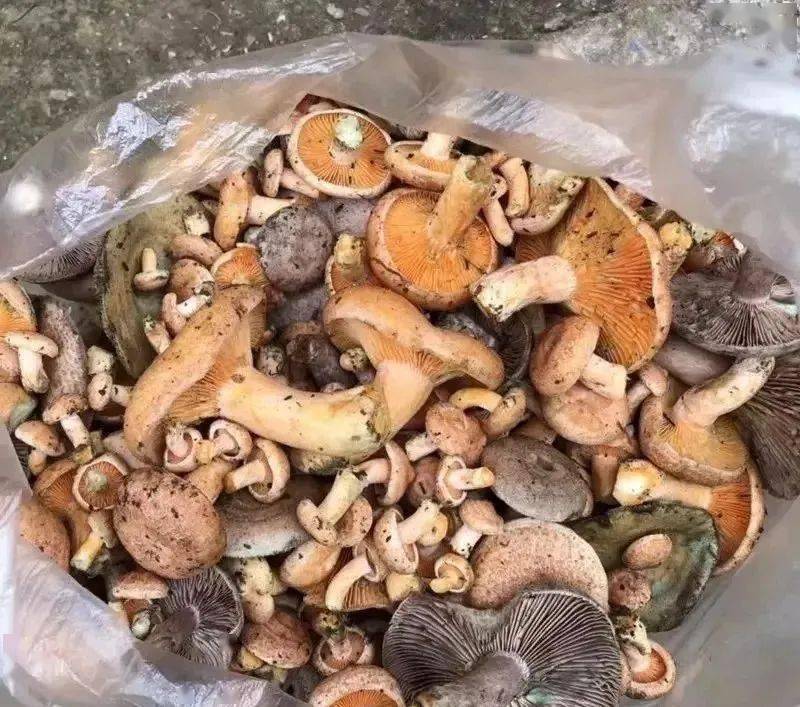 祁阳山里枞菌疯长!捡枞菌的人要注意