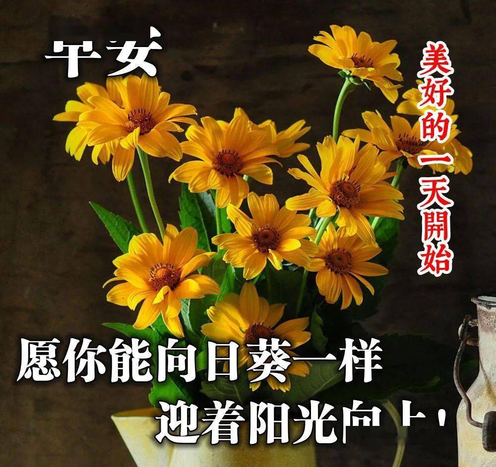 鲜花早上好美图大全,很美的早安图片,早安发朋友圈短语