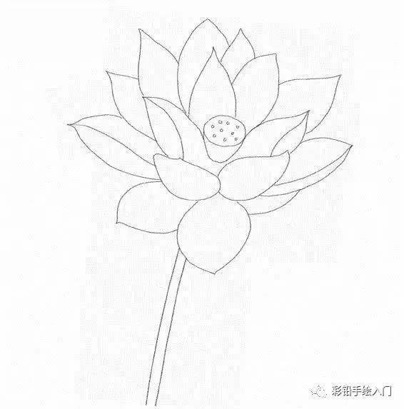 画好荷花后,在花朵下面用两条简单的线条表现花茎.
