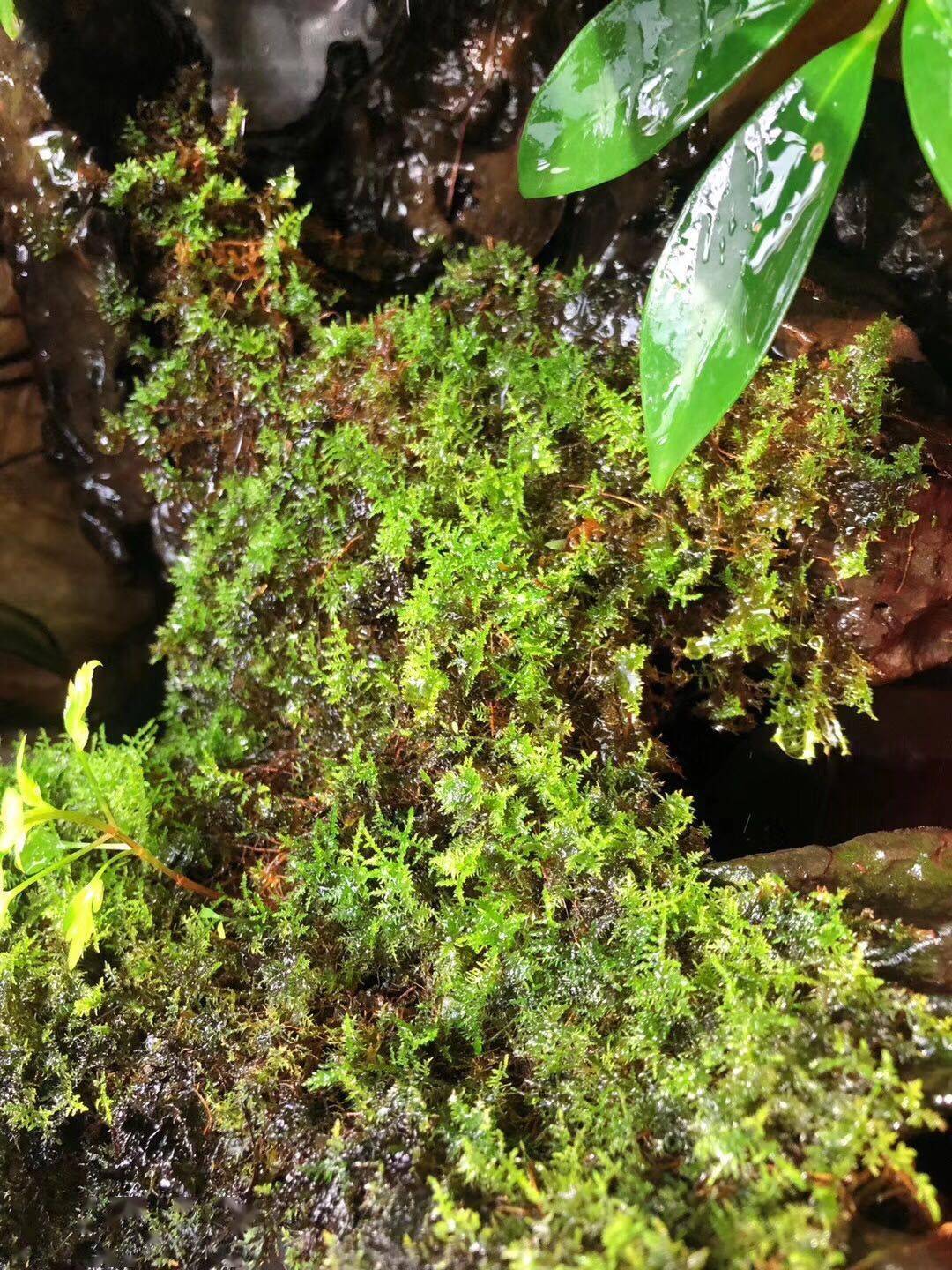 百年松树五月芭蕉猜一成语_芭蕉树图片
