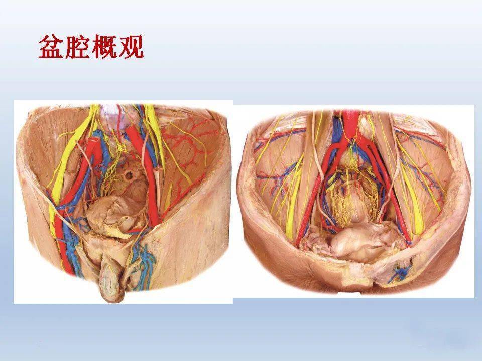骨盆周围解剖高清图解,值得收藏!