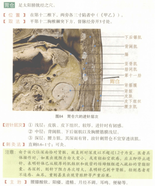 常用穴位解剖图谱(彩图版)