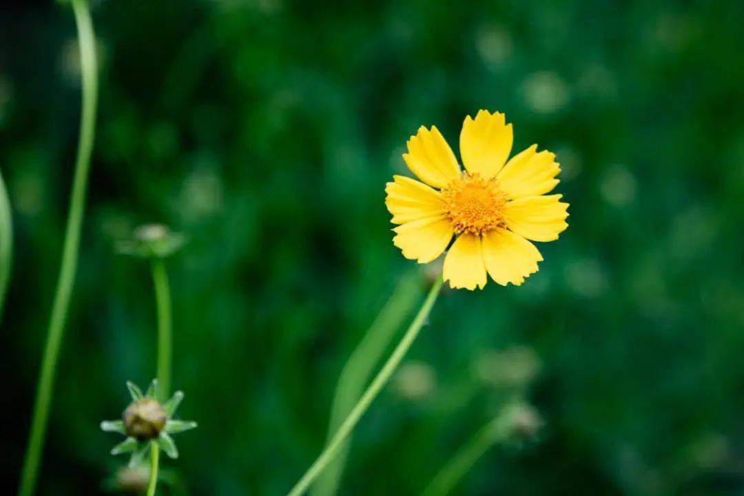 康乃馨和菊花怎么搭_菊花和康乃馨图片