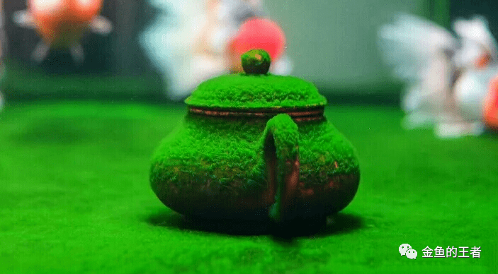 最近有一位成都鱼友涛哥,他把佛头摆件放进了清水绿苔缸中,意境十足