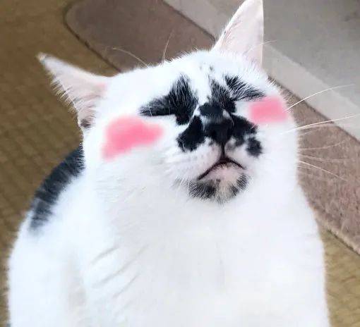 猫咪怎么样会蹭脸 5f5075b39f514e5c9cd13f0f6b174ab8.jpeg