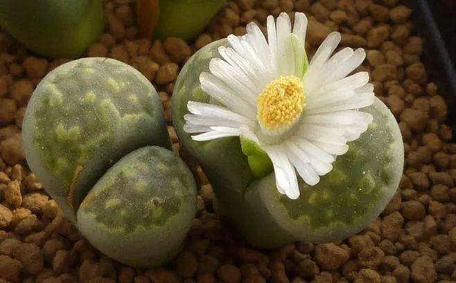 多肉植物能开花吗 69ccd7a6f8d145f0b54fd56c486d2eeb.jpeg