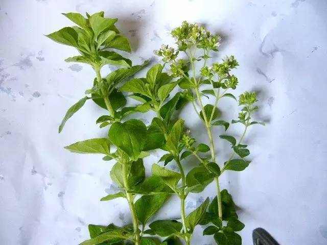 西厨必备的10种香草，你认识哪些？