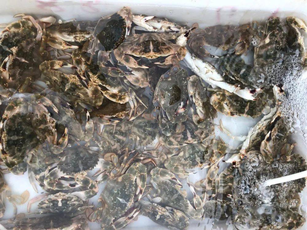 螃蟹|威海海鲜价格这样，快吃起来国庆假期