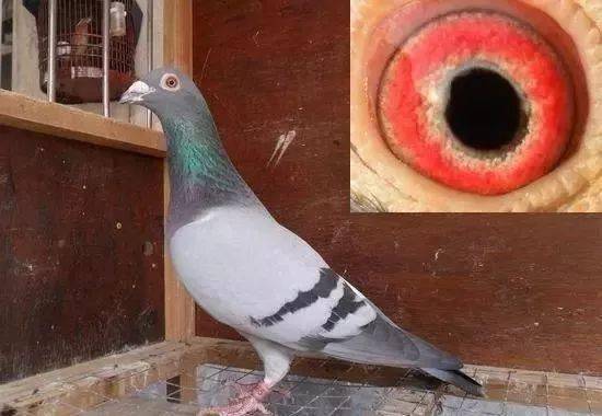 赛鸽育种配对的鸽眼搭配技巧
