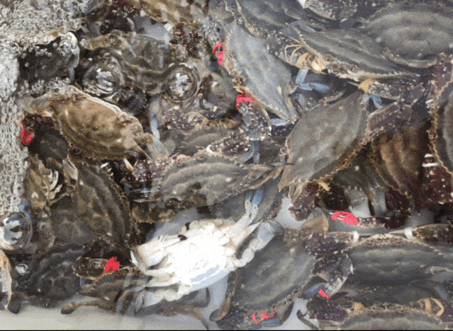 螃蟹|威海海鲜价格这样，快吃起来国庆假期