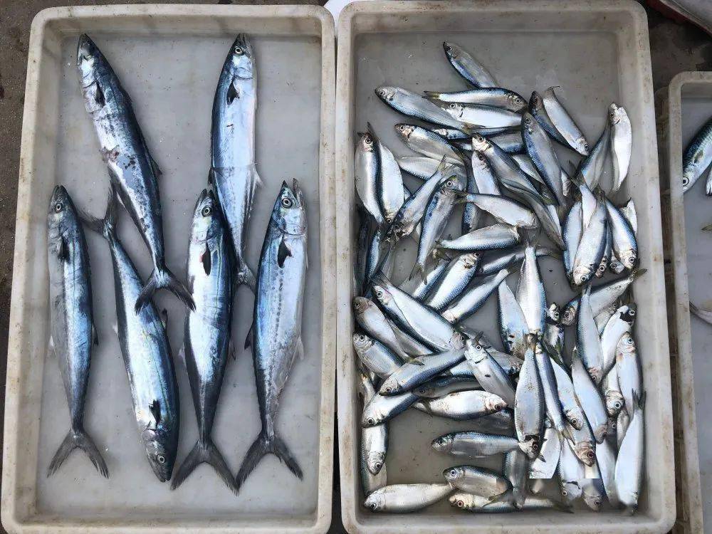 螃蟹|威海海鲜价格这样，快吃起来国庆假期