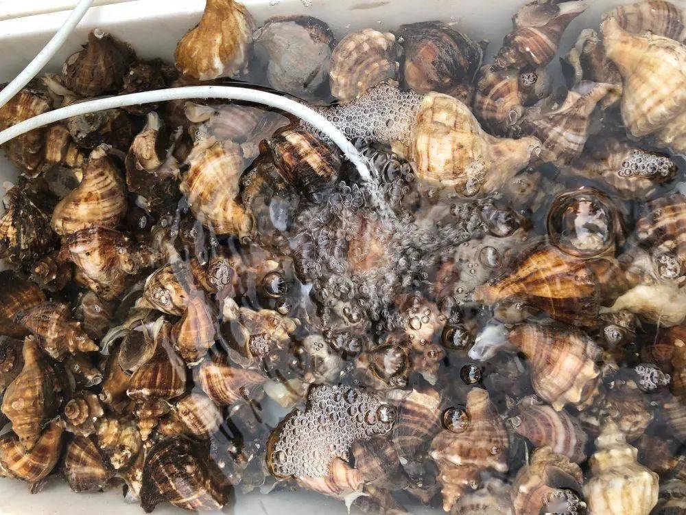 螃蟹|威海海鲜价格这样，快吃起来国庆假期