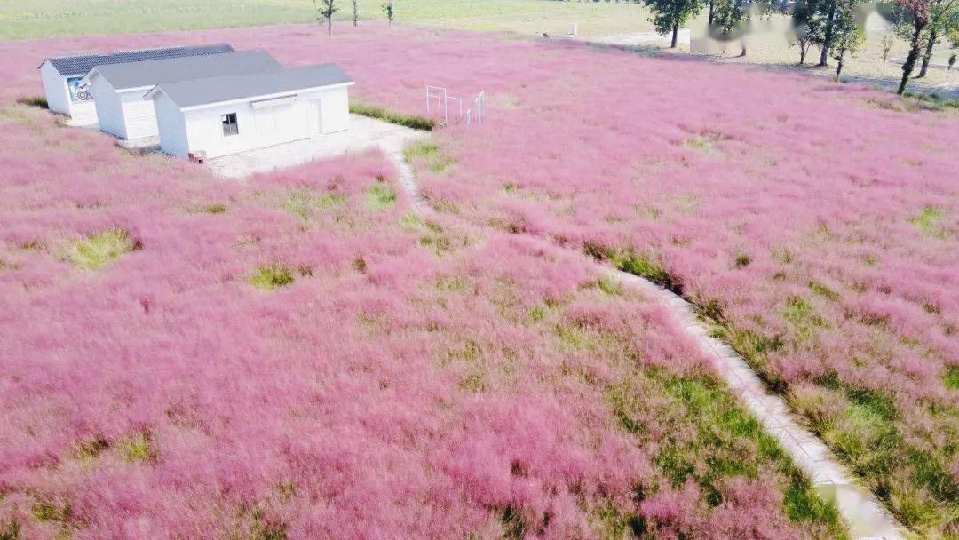 假期来八卦洲陌上花渡