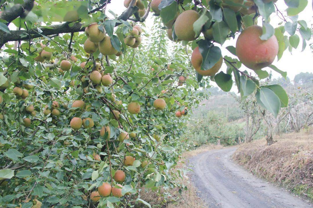 塔甸科拉池:20吨冬梨上市 甜蜜冲击味蕾