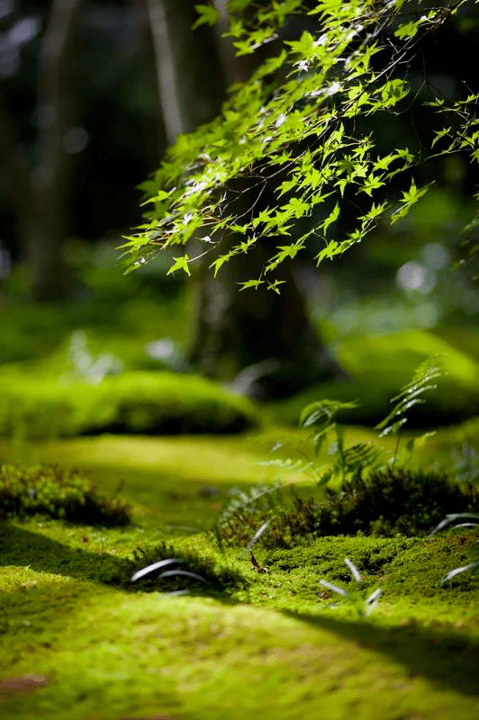 一抹苔色美了一方小院