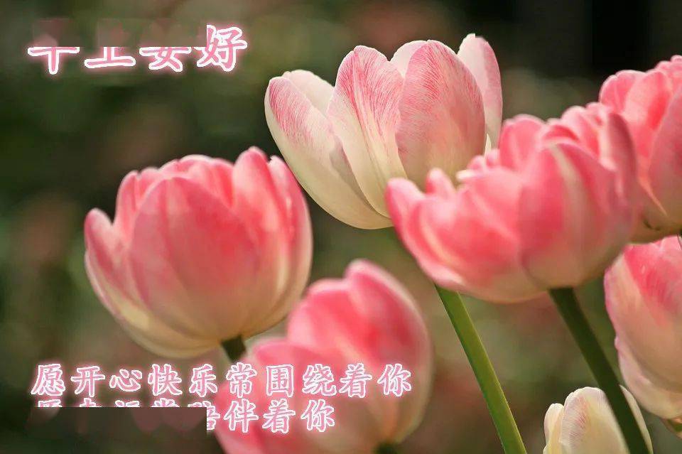 微信最好听的早安问候祝福短信 最好看的早安鲜花图片