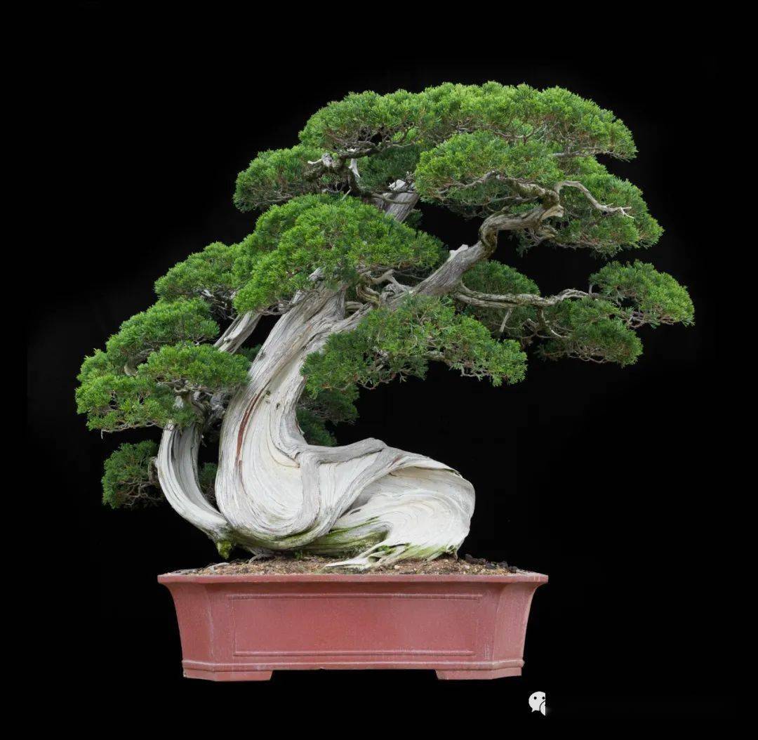 真柏中品盆栽 7-16-1 真柏小盆栽 7-16-1 小品