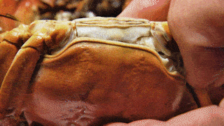 所有人|阳澄湖大闸蟹可以提现货啦~@所有人