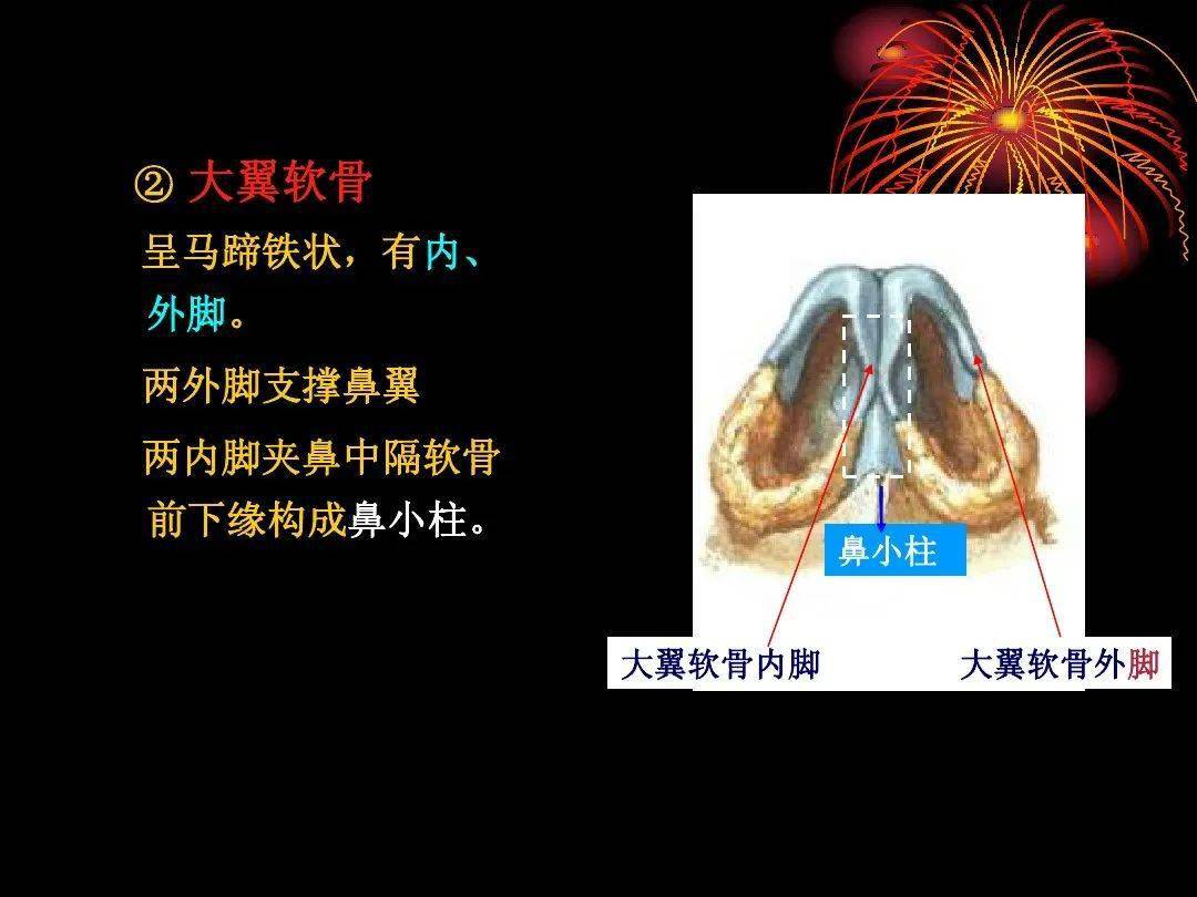 解剖头颈丨鼻部解剖及生理